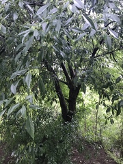 Fraxinus berlandieriana