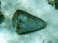 Conus leopardus