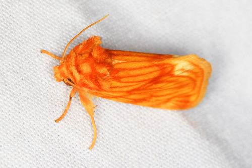 Cirrhophanus pretiosa photo 4