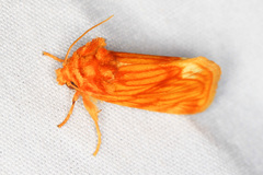 Cirrhophanus pretiosa