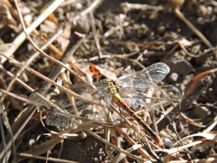 Erpetogomphus crotalinus