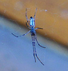Tetragnatha versicolor