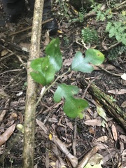 Streblus banksii