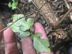 Streblus banksii