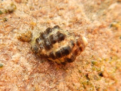 Tenguella marginalba