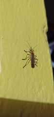 Chauliognathus cinguliventris