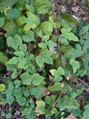 Ampelopsis glandulosa