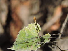 Erpetogomphus crotalinus