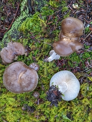 Lyophyllum aemiliae