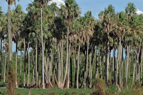 Copernicia alba
