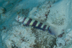 Amblyeleotris wheeleri