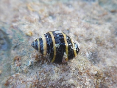 Engina mendicaria