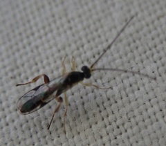 Orthocentrinae