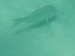 Lethrinidae