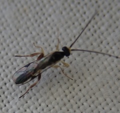 Orthocentrinae