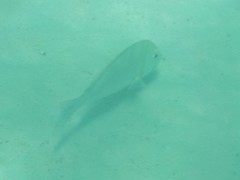 Lethrinidae