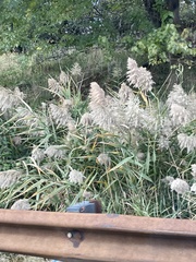 Phragmites australis