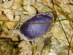 Erronea