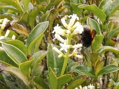 Bombus hortulanus