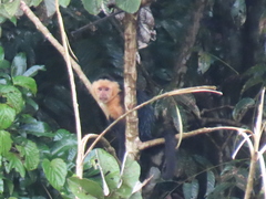 Cebus capucinus