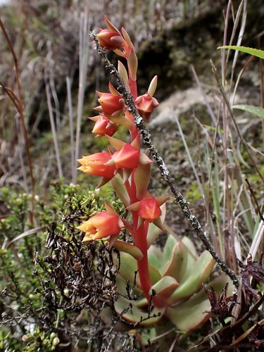 Echeveria quitensis