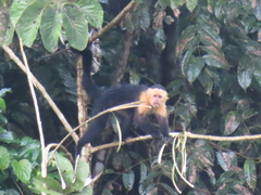 Cebus capucinus