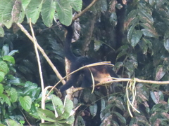 Cebus capucinus