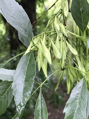 Fraxinus berlandieriana