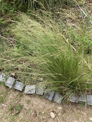 Stipa brachychaeta