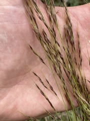 Stipa brachychaeta