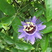 Passiflora 'Purple Haze' - Photo (c) Forest and Kim Starr, some rights reserved (CC BY)