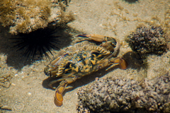 Callinectes marginatus