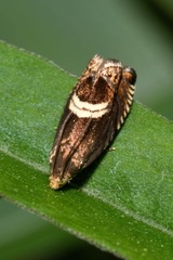 Grapholita discretana