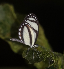Moschoneura pinthous