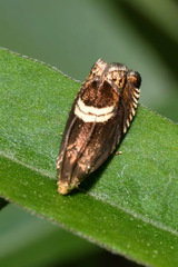 Grapholita discretana