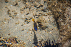 Stegastes variabilis