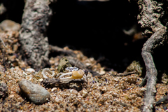 Leptuca leptodactyla