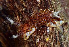 Halgerda tessellata