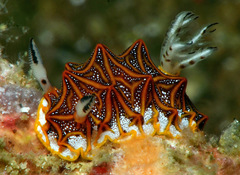 Halgerda tessellata