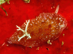 Halgerda tessellata