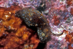 Halgerda tessellata