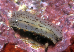 Halgerda tessellata