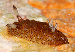 Halgerda tessellata