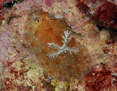Halgerda tessellata