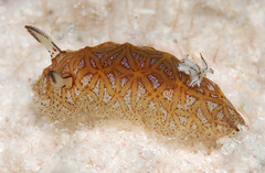 Halgerda tessellata