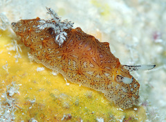 Halgerda tessellata