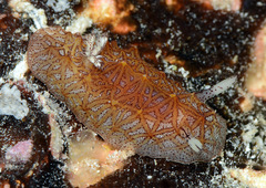 Halgerda tessellata