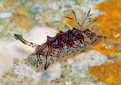 Halgerda tessellata