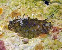 Halgerda tessellata