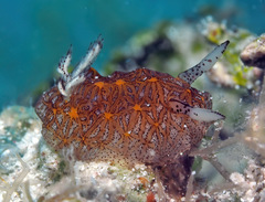 Halgerda tessellata